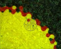DRACULA R1951 - Here we see a microscope image of the "A" in "DRACULA" (the microscope camera reverses the image). We can clearly see off-set litho printing here consistent with that of an original poster. (Poster)