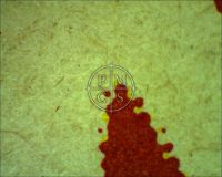 DRACULA R1951 - Here we see the "A" in the word "SCREAMY" and a close up of the naked paper color in that area. (Poster)