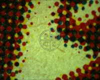 DRACULA R1951 - Here a close up shot of one of dracula's eye near the bottom of the poster (the Microscope camera reverses the image). We see the naked paper color and off-set printing dots consistent with that of an authentic vintage poster. (Poster)