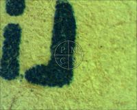 DRACULA R1951 - Here a close up of the letter "L" in the word "LITHOGRAPH" at bottom left (the microscope camera reverses the image). the print is sharp and clean, the paper around it is original and unrestored. (Poster)