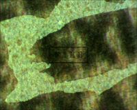 FRANKENSTEIN R47 - Here we see a microscope image taken from the center-bottom border where we see a shot of part of the word "EXHIBITION". The top layer is airbrush paint which was applied in an effort to better disguise the true nature of the poster. Underneath, around the letters we should see naked, fibrous paper, but instead we see ink jet patterns which mimic the look of old paper (Poster)