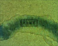frankenstein title card 003 - Here is a microscope image of the "C" in "Colin" we can see the ink jet patterns that mimic the look of old paper underneath all of the restorative pigment which has been applied with an airbrush. (Poster)