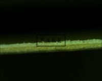 MUMMY'S TOMB LOBBY CARD - Here we see the edge under the microscope. We can clearly see the two distinct layers of dissimilar paper. In this image the layer on the bottom is the remains of an authentic lobby card of lesser value and on top is the layer of modern coated bond paper. (Poster)