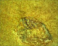 BRIDE OF FRANKENSTEIN - Here's a close up shot of some physical damage in the area of the woman's dress as it appears on the lower right side. This damage is located about 1 inch above and slightly right of the letter "A". Here we can see the natural fibers of the paper below the surface (there is some restoration here) and the lovely analog printing that makes the orange color. (Poster)