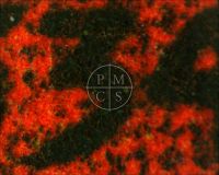 THE WALKING DEAD - This is a microscope image taken from the Continental Litho logo at lower left. (Poster)