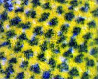 THE WALKING DEAD - Here we see a microscope image taken from the "W" in the word "WALKING" as it appears in the title. (Poster)