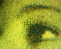 WEREWOLF OF LONDON - Microscopic photograph of the woman's eye (at lower center). (Poster)