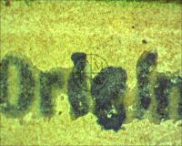 WEREWOLF OF LONDON - Microscopic photograph of the word "Origin" that appears in the lower border. Here you can see the airbrush paint surrounding the original lettering. (Poster)