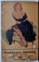 POEHLMANN HATCHERY PIN-UP - BEFORE CLEANING (Poster)