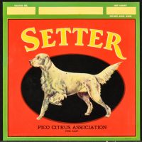 Setter (Poster)
