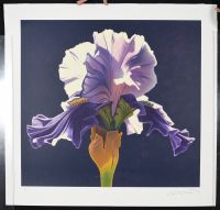 Morning Iris (Poster)